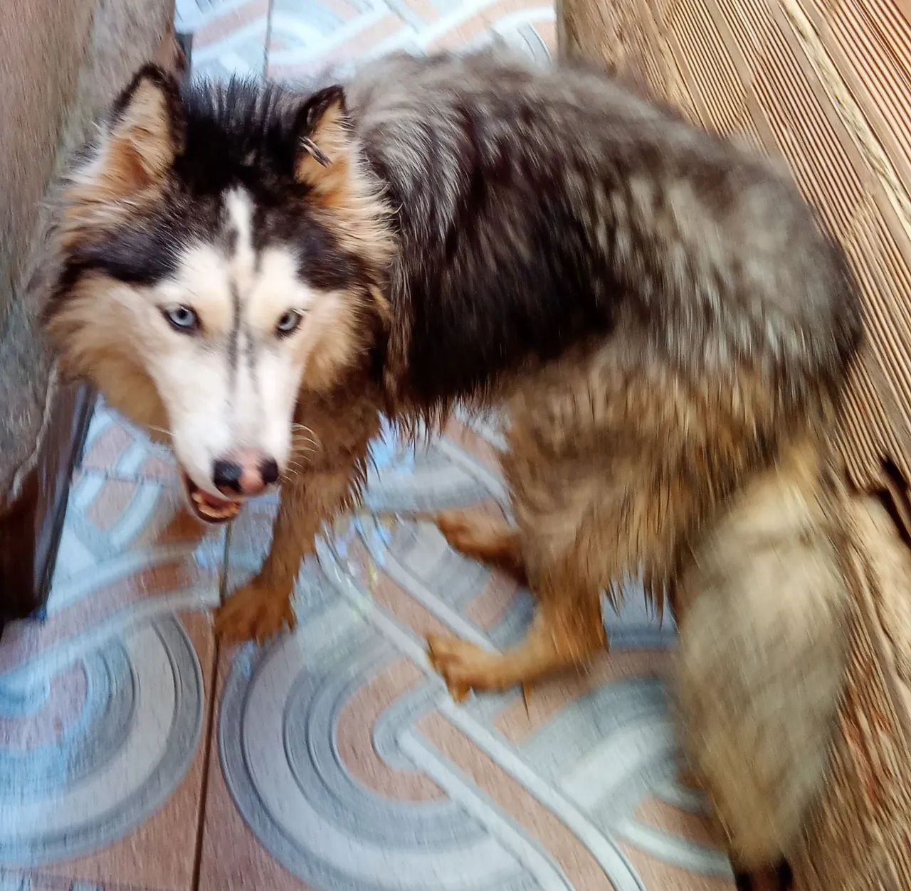 Husky siberiano fêmea 600.00