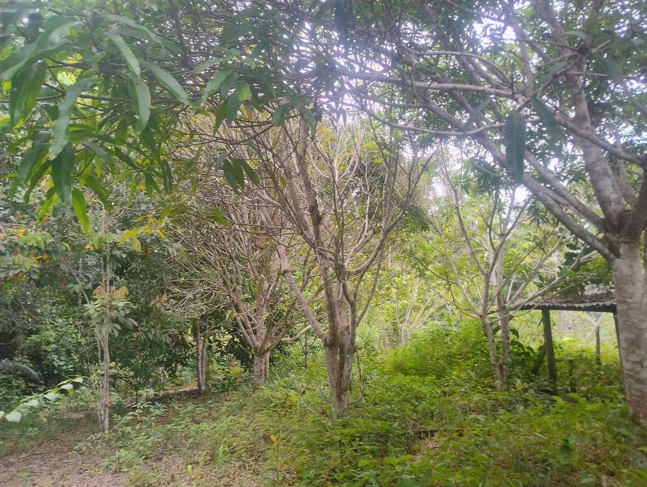 Sítio muito bom pra relaxar  - Foto 3