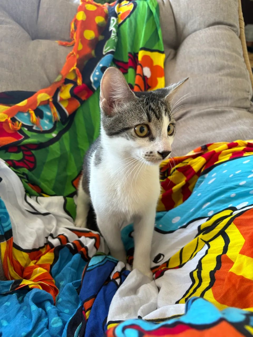 Disponivel para adoção - 2 gatos sendo 1 macho e 1 fêmea - Foto 3