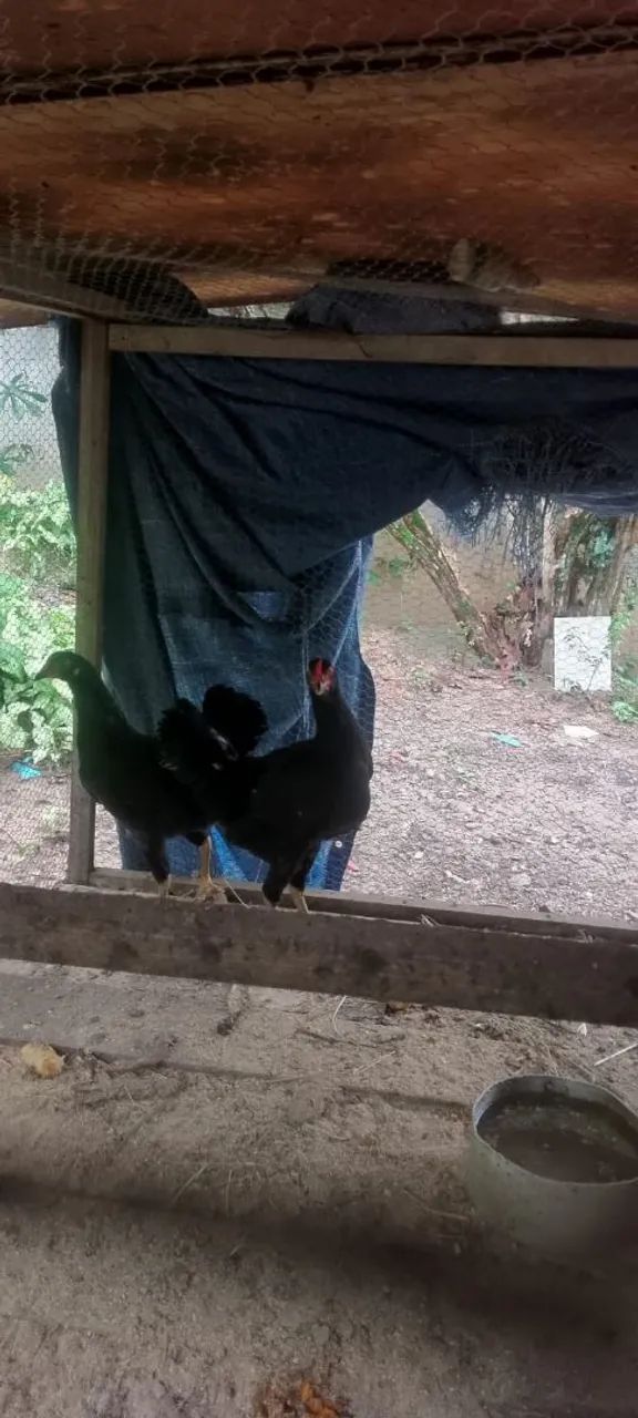 Casal de frangos caipira  - Foto 6