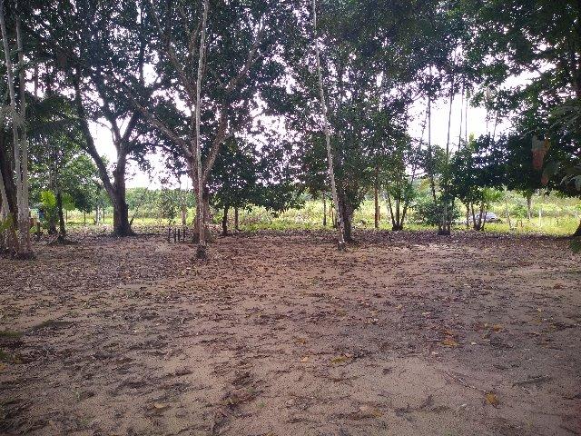 280 mil terreno com 50 x80 na Pa km 7 Castanhal- Terra Alta bom para fabrica ou galpão - Foto 14