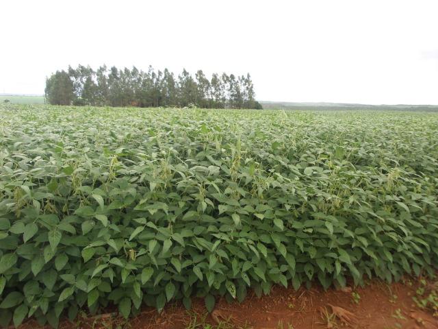 Fazenda 3.771 Hectares Plantando Lavoura - Canarana - MT