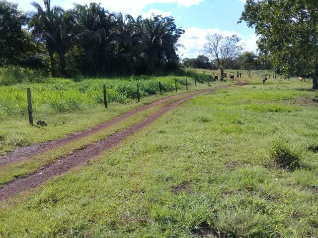 Fazenda 350,hectares beira do rio cuiaba - Foto 11