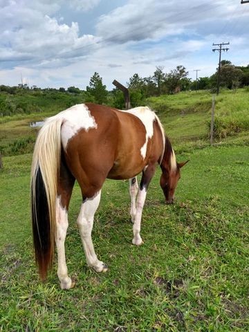 Potra Paint Horse - Foto 2