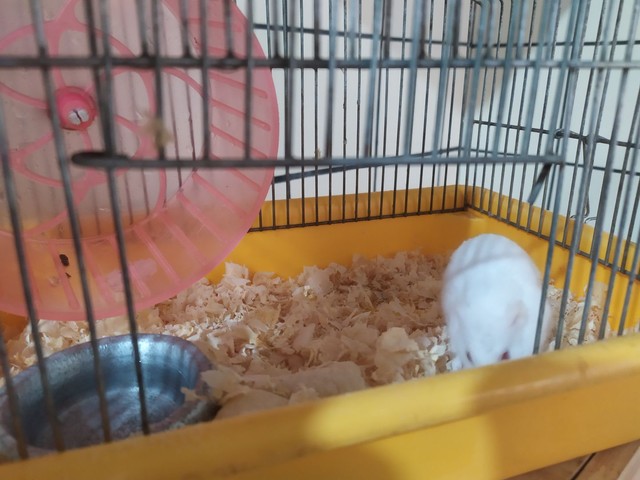 Gaiola com hamster 