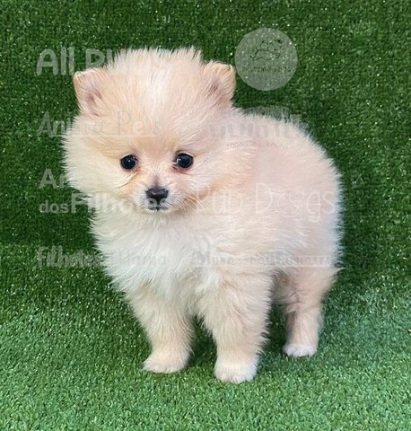 Shih Tzu, filhotes com super garantias! - Foto 3