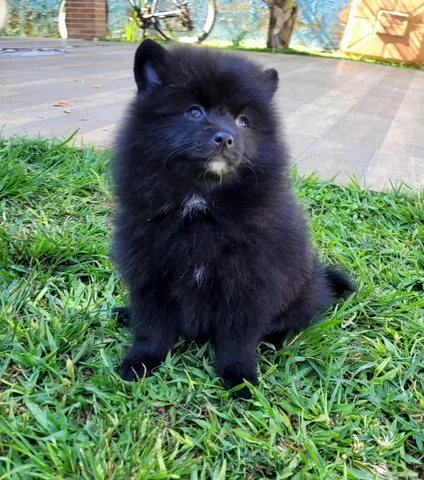 Spitz Alemão anão - Lulu da Pomerânia - FÊMEA- 12x sem juros - envio grátis.