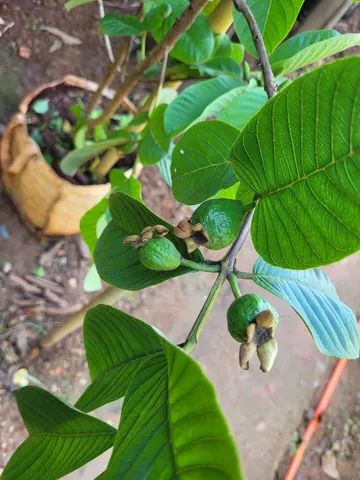 Mudas Frutíferas Enxertadas  - Foto 3