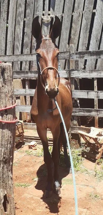 Burrão Chick de Patrão<br>Burro Grande de Patrão