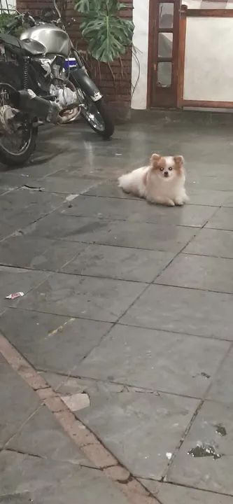 Filhote de Spitz Alemão - Foto 5