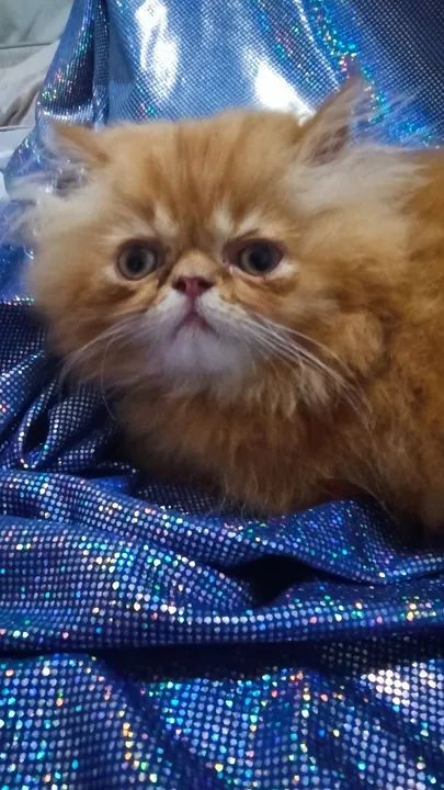 Gatinho persa  - Foto 3