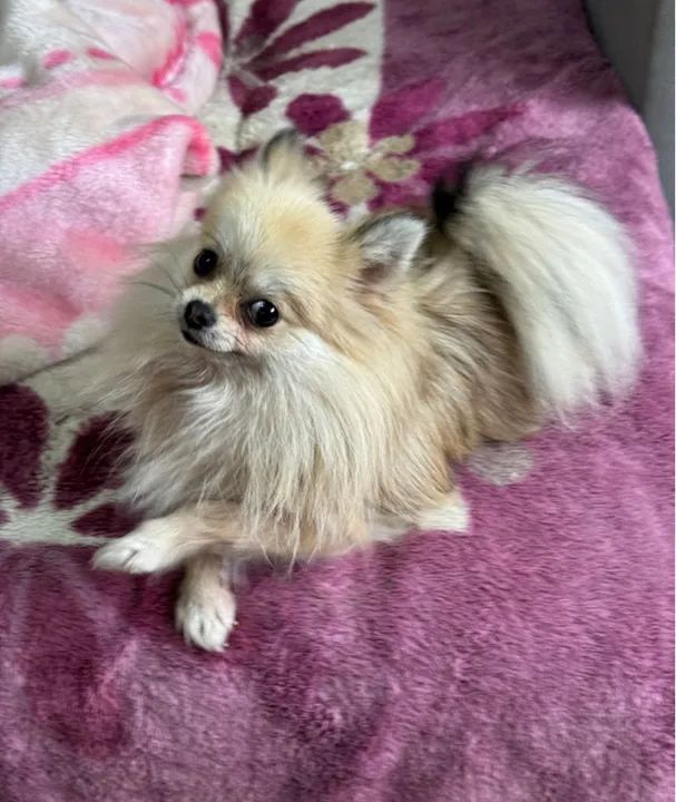 Lulu da Pomeranea anã Adulta - Foto 3