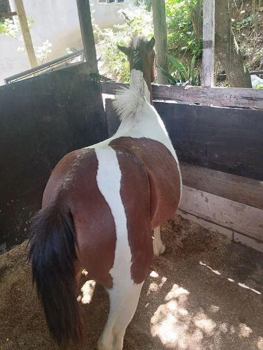 Pônei fêmea. - Foto 3