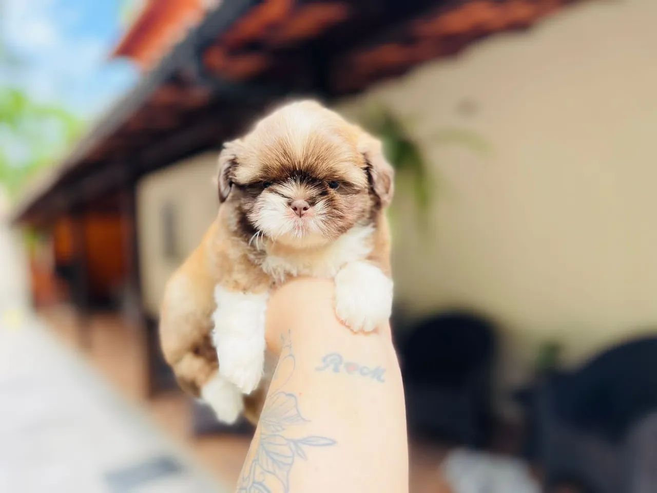Garanta seu presente shih tzu machinho e fêmea com pedigree  - Foto 2