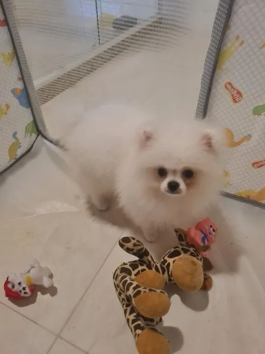 Fofurinha com Desconto Imperdivel!!! - Foto 6