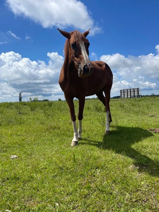Égua mangalarga com registro. - Foto 2