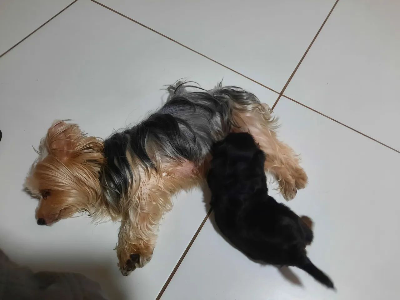 Yorkshire Terrier filhote - Foto 4