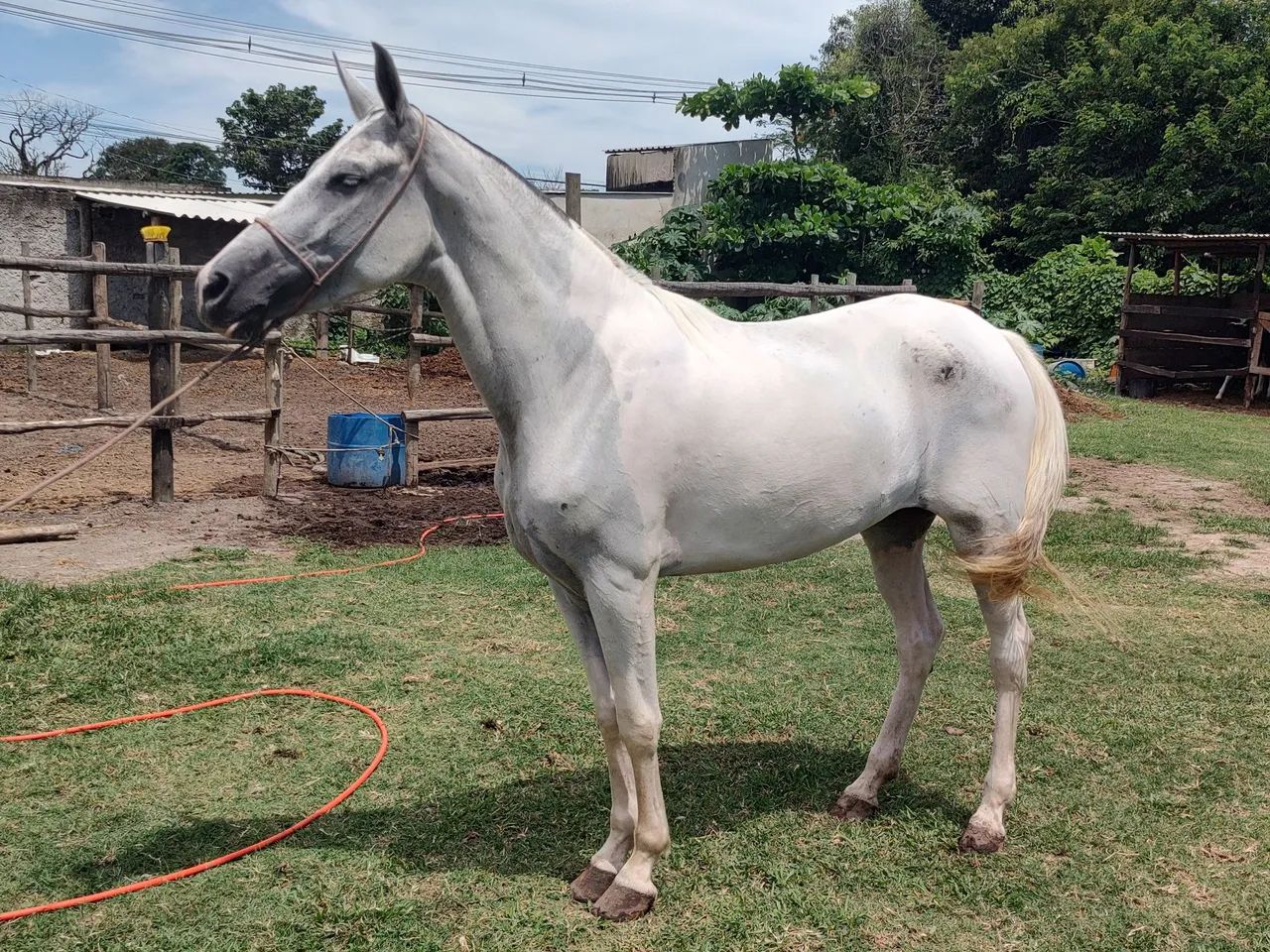 Égua Mangalarga Marchador Pampa dágua - 5 anos