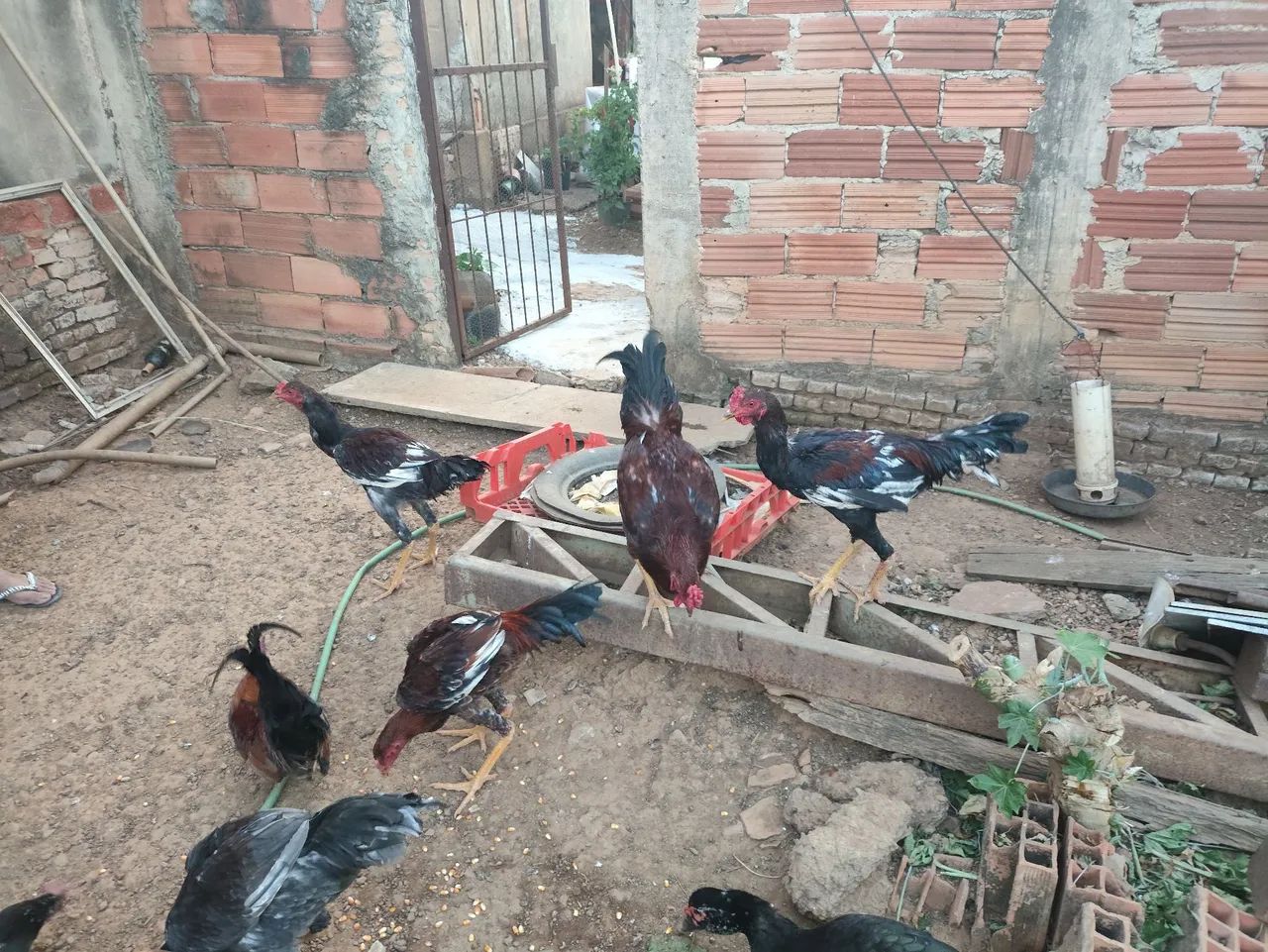 Galinhas, Frangos e Galos - Foto 2