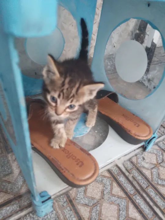 Gatinho lindo disponível para adoção - Foto 5