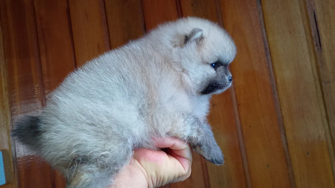 Vendas Spitz alemão 