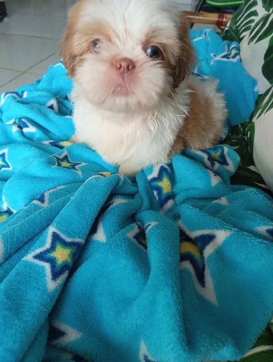 Filhote Shih Tzu - Foto 2