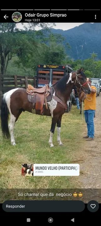 Mangalarga Paulista- Macho - Foto 4