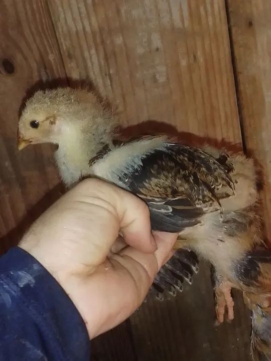 Pintinhos recriados  - Foto 5