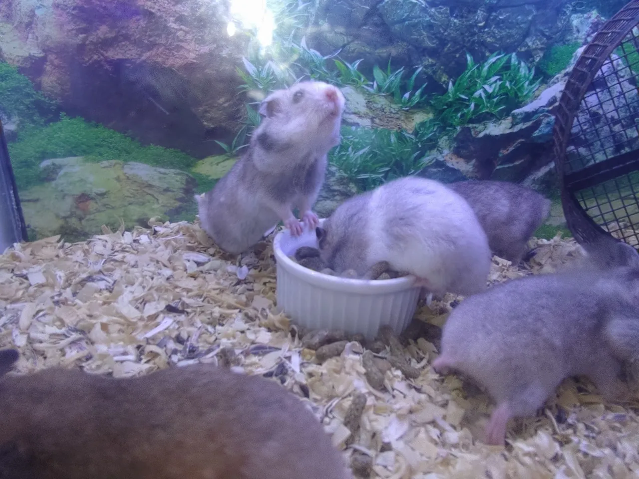 Hamsters Sírios