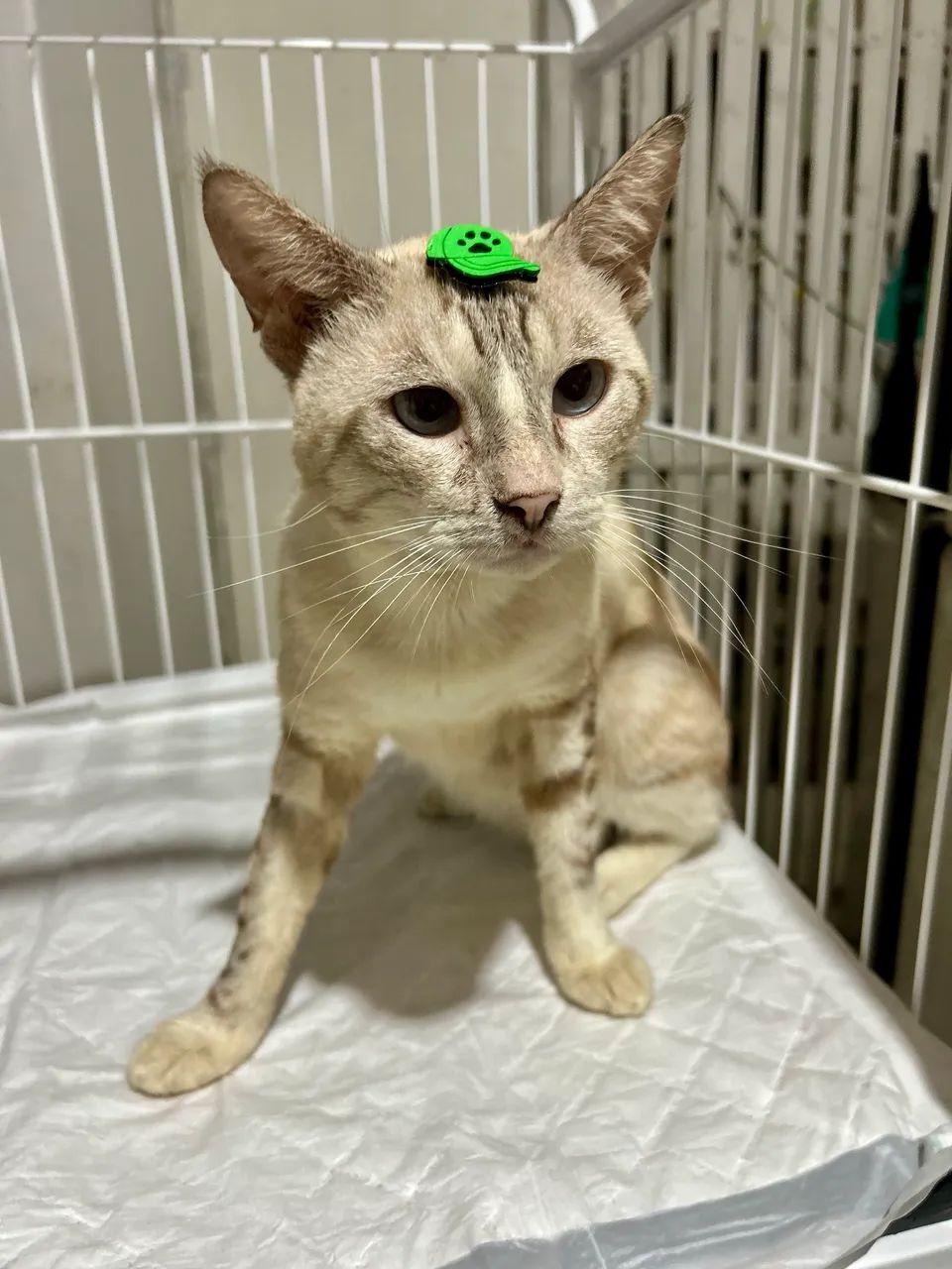 Adote o Thor - Foto 3