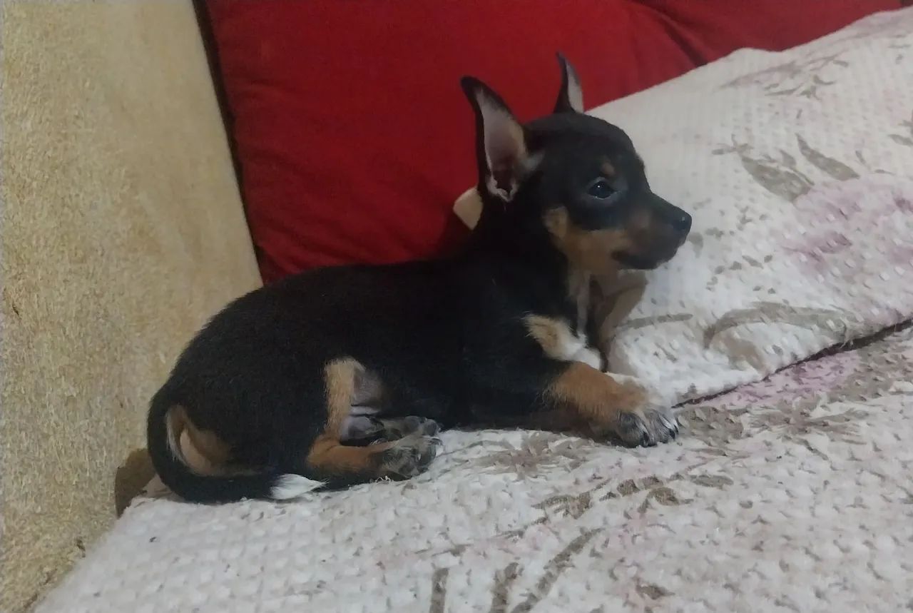 Pinscher Machinho - Foto 2