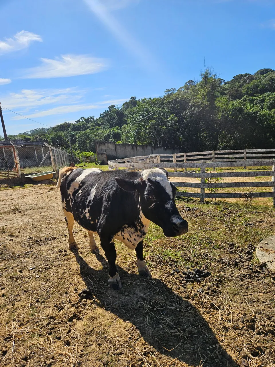 Minis Vacas para criação
