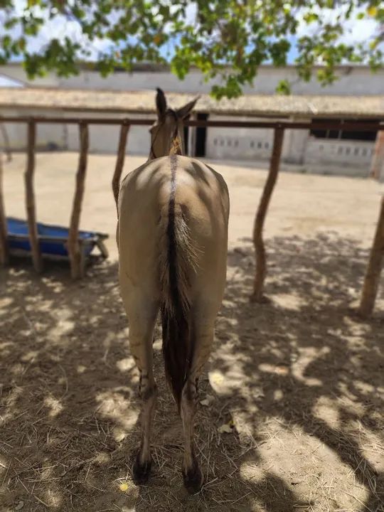 Mula de Patrão !  - Foto 2