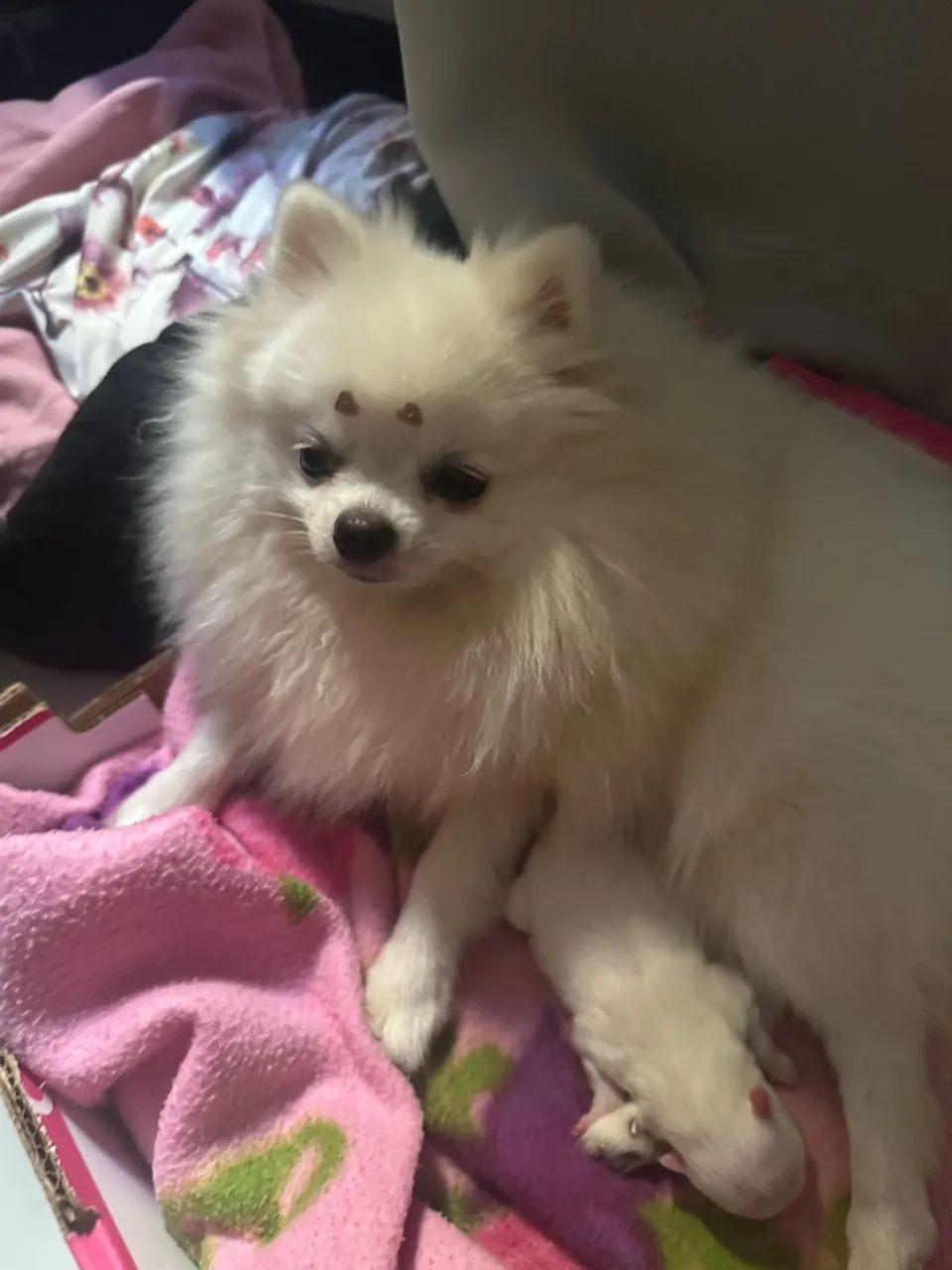 Filhote de Spitz alemão branco - Foto 3