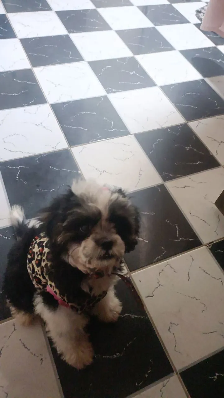Filhote Shih Tzu disponível para adoção!