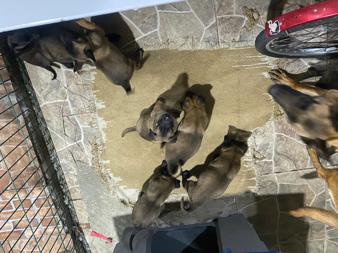 Pastor Malinois a venda64166906875650125