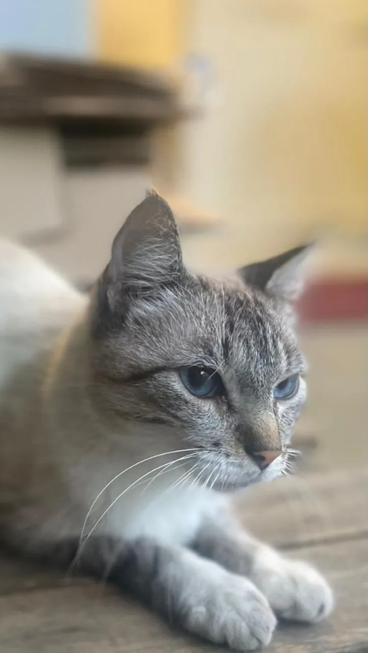 Doação de gato