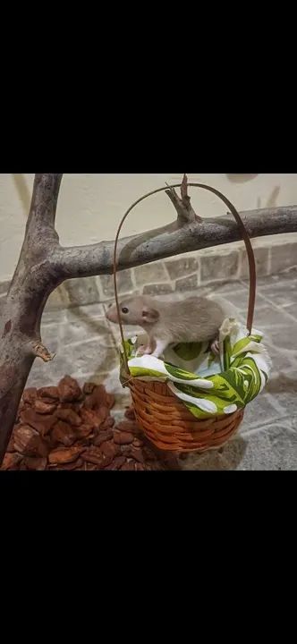 Twister filhote (rato) - 1 fêmea e 1 macho