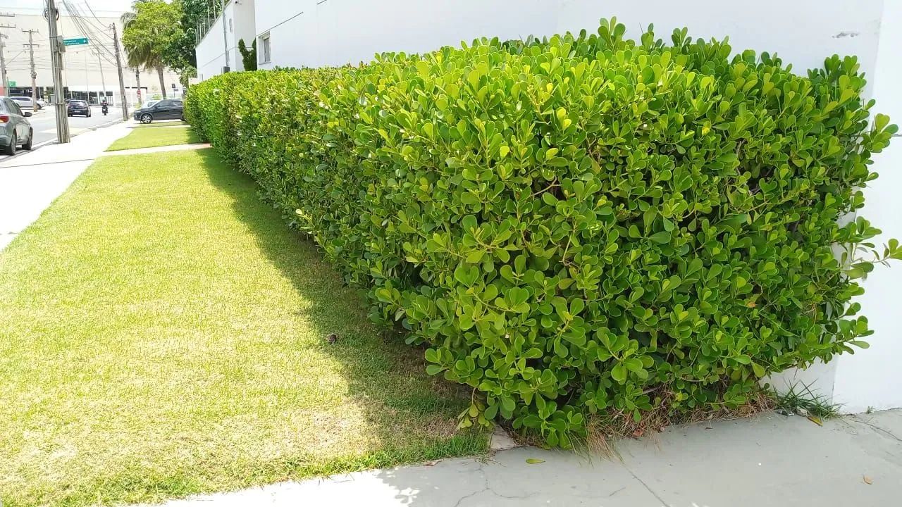 Jardinagem em geral .. - Foto 2