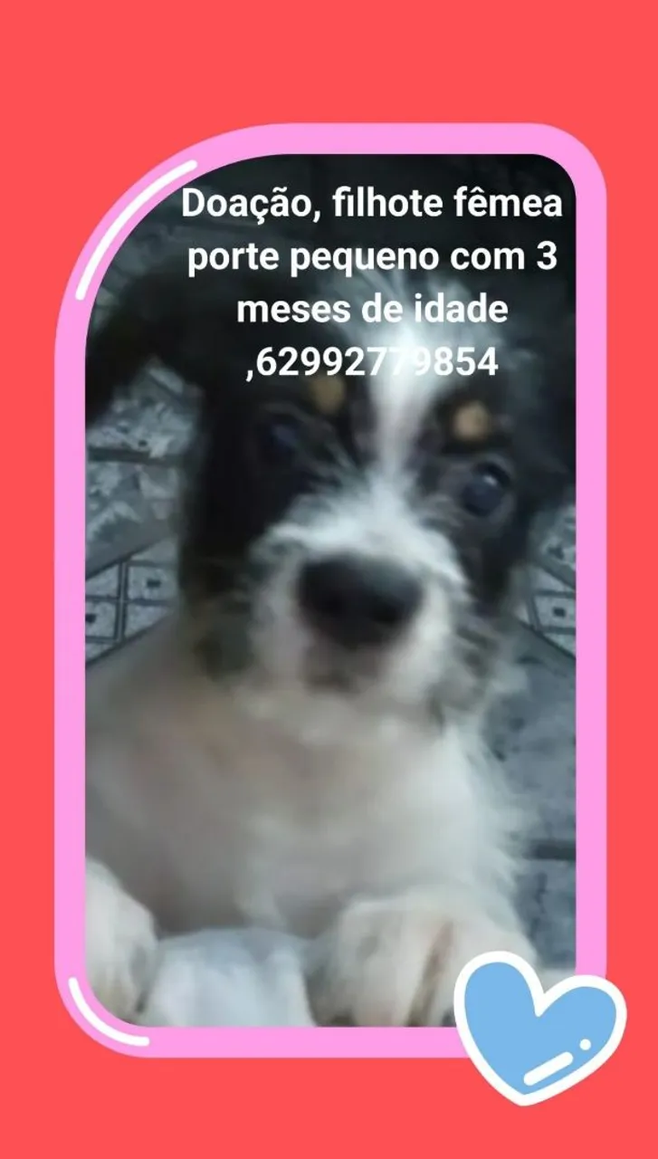 Filhote fêmea porte pequeno para doação