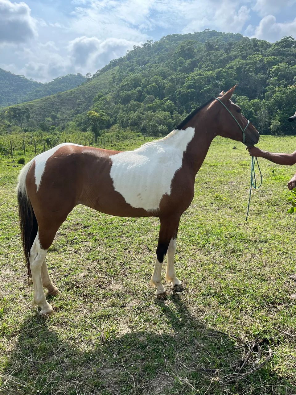 Potra mangalarga  - Foto 5