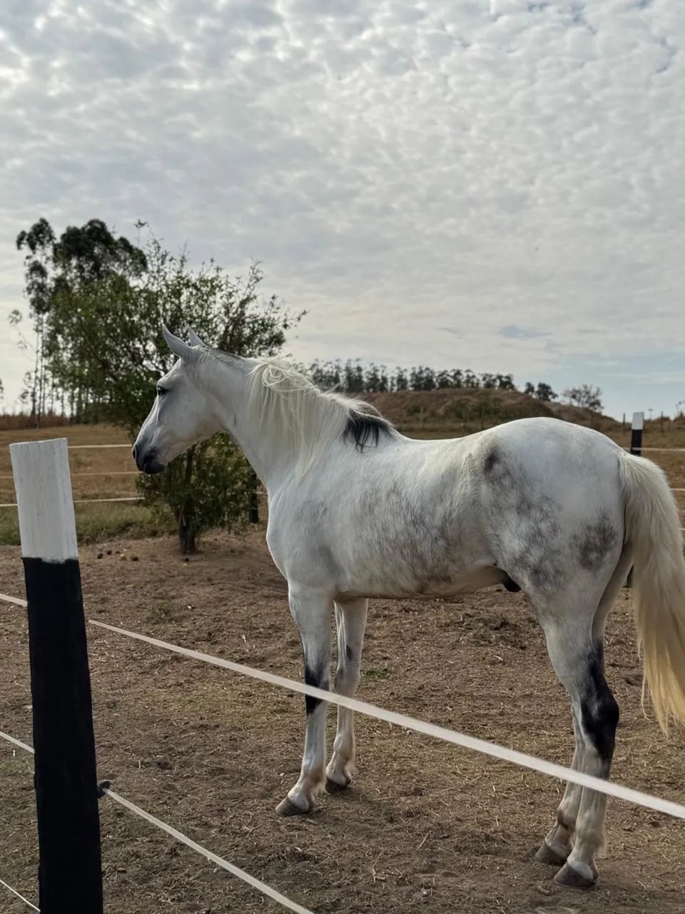 Cavalo mangalarga  - Foto 4