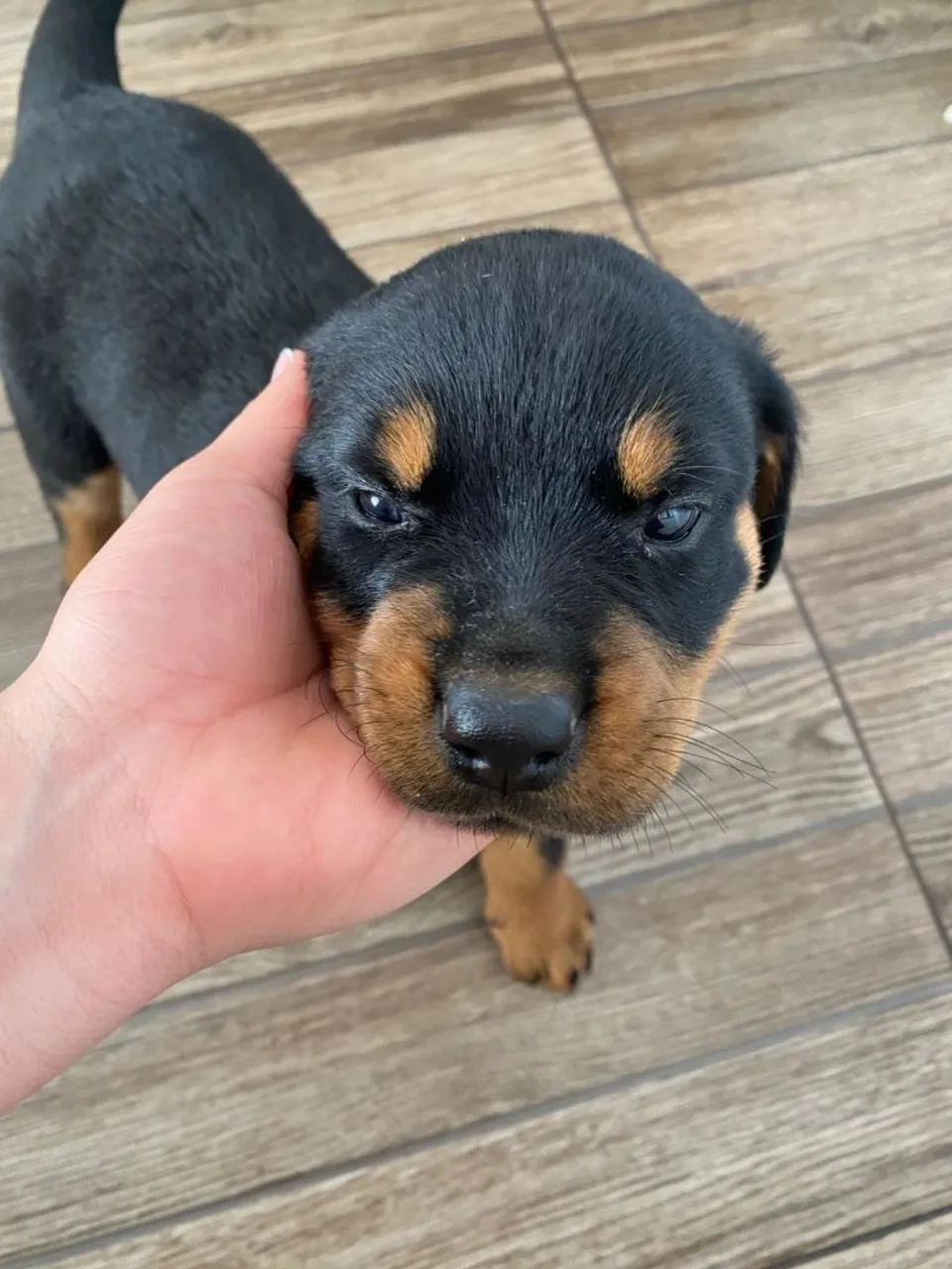 Rottweiler alemã pura