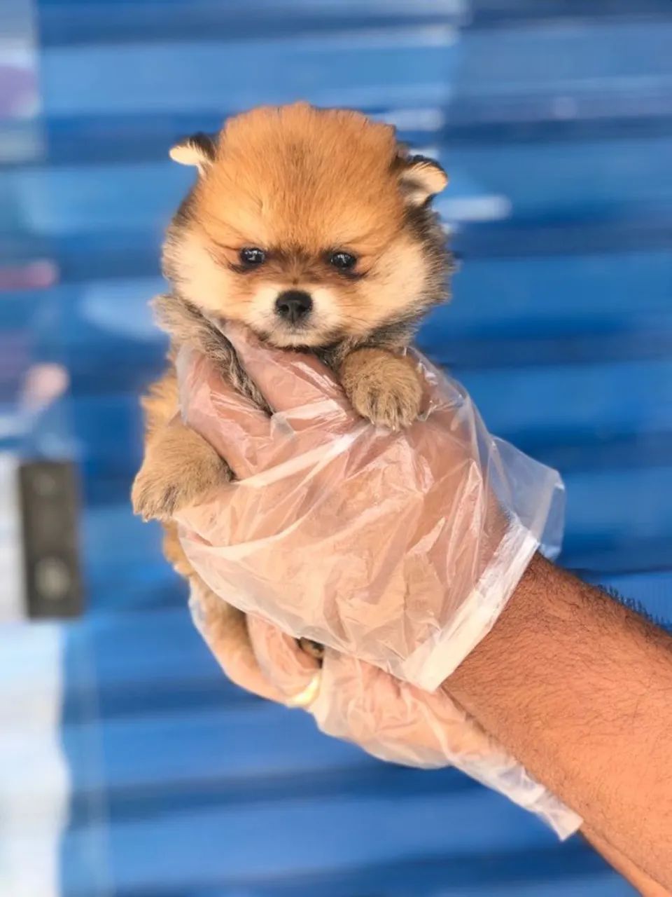 Três fêmeas de Spitz alemão estão com 56 dias vacinadas e todas com pedigree 