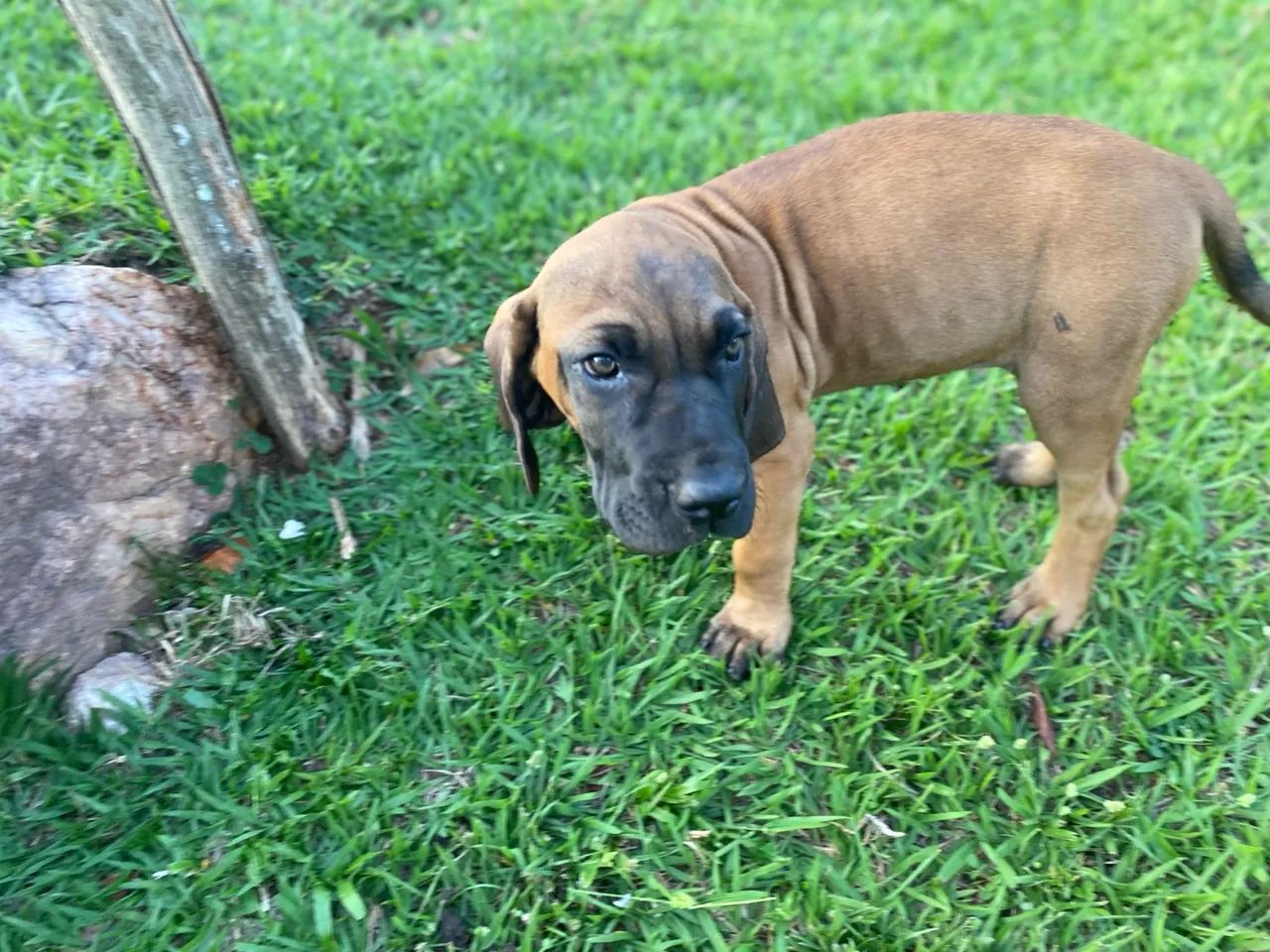 Filhote de Fila Brasileiro - Foto 4