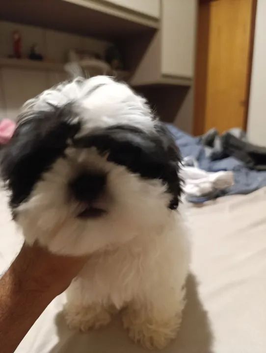 Micro Shitzu femea