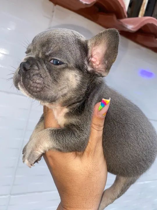 Bulldog francês macho act cartão parcelo 12 x  - Foto 4