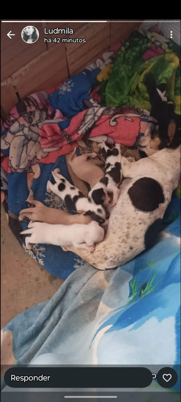Filhotes de Terrier Fox Paulistinha