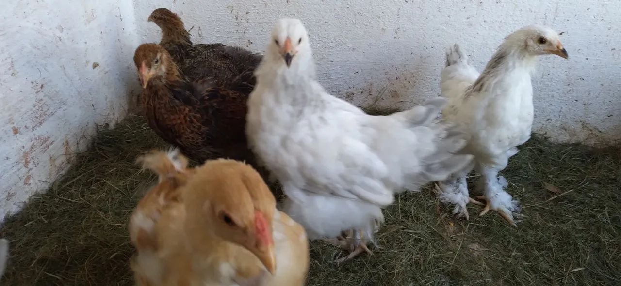 Lote de frangos Brahmas, raça pura - Foto 5