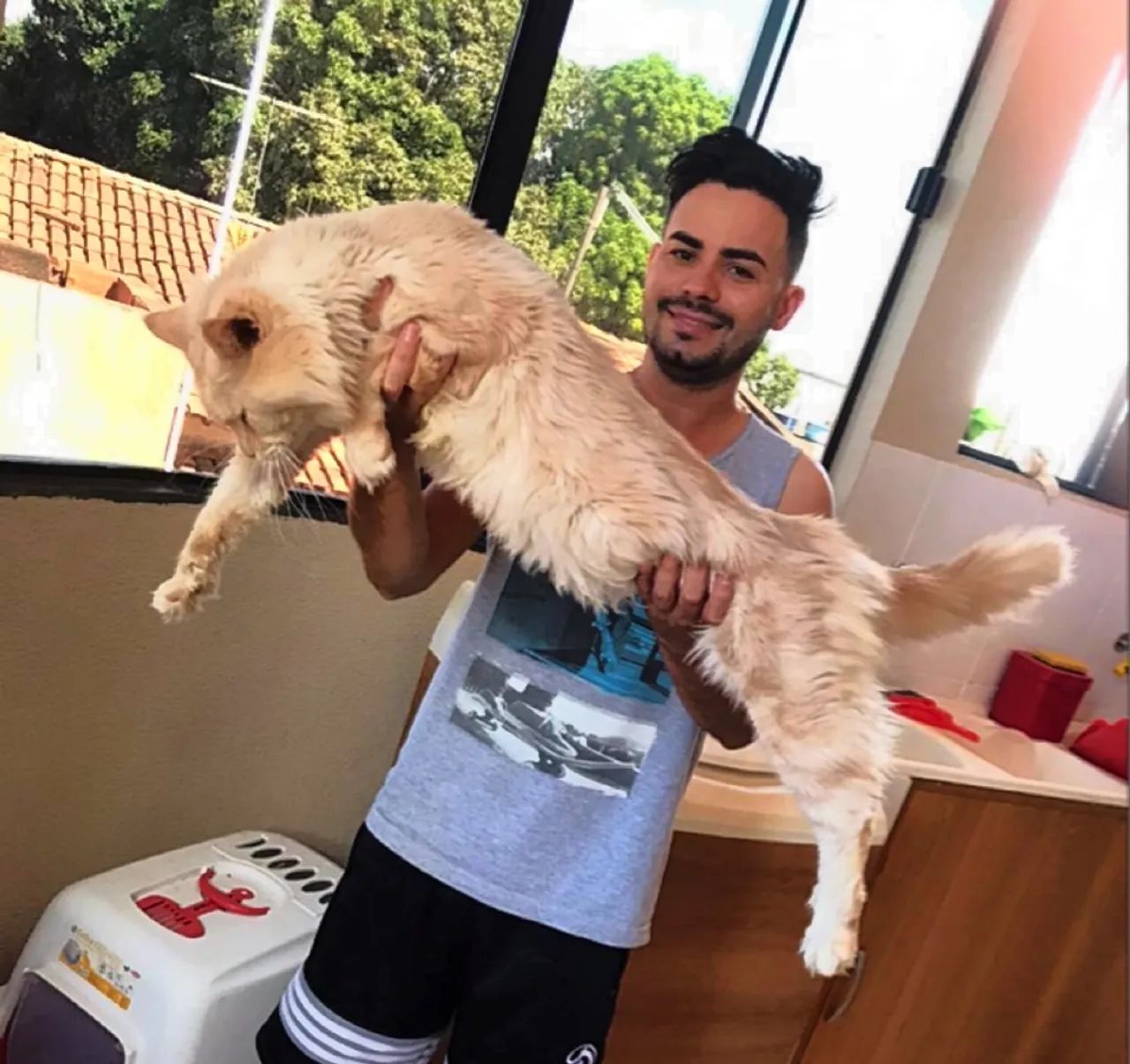 Gatos Maine Coon - Foto 6